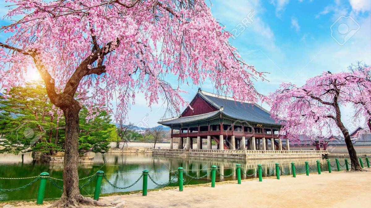 68011694-gyeongbokgung-palace-with-cherry-blossom-in-spring-seoul-in-korea-.jpg