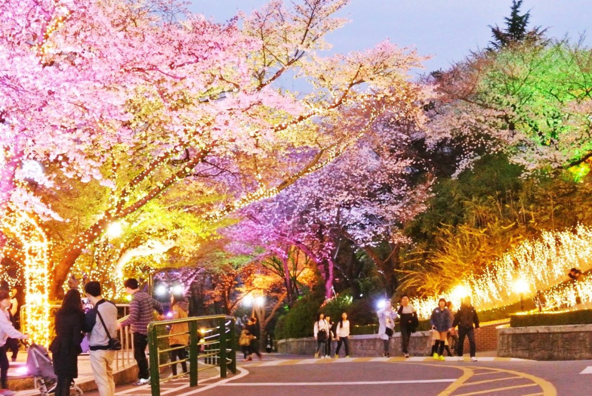 Cherry Blossom N Seoul Tower 3.jpg