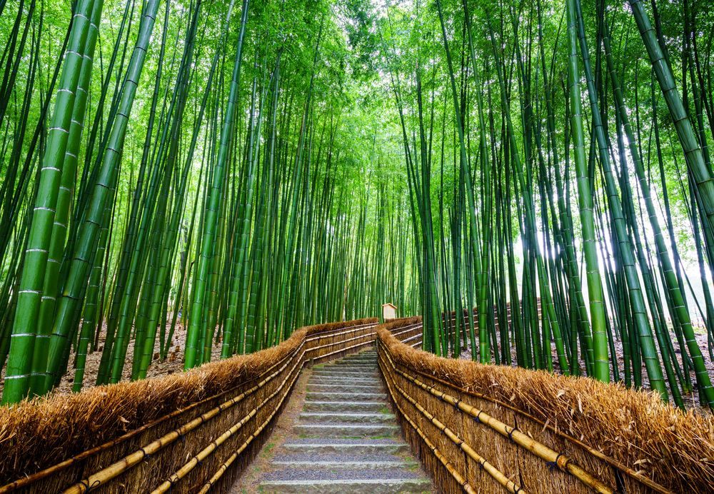blog arashiyama 3.jpg